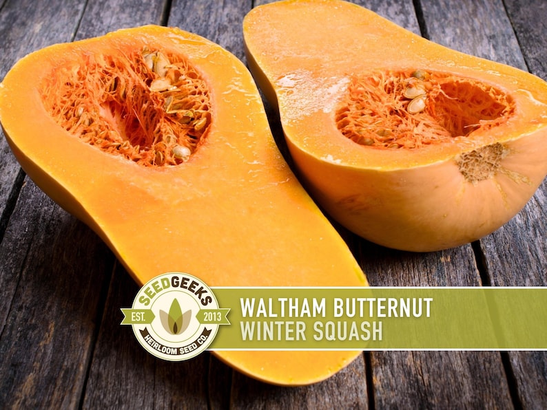 Waltham Butternut Squash Seeds – Heirloom, Vine-Borer Resistant image 1