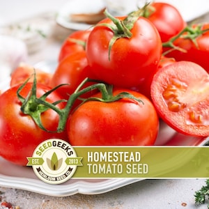 Homestead Improved Tomato Seeds – Heirloom, Heat Tolerant, Non-GMO