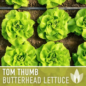 Tom Thumb Butterhead Lettuce Seeds - Heirloom Seeds, Miniature Butterhead Lettuce, Container Garden, Single Size, Open Pollinated, Non GMO