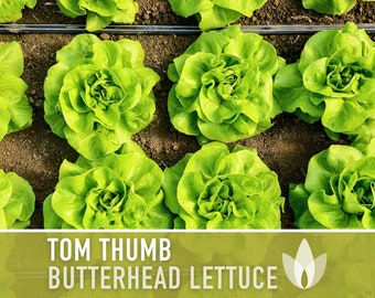 Tom Thumb Butterhead Lettuce Seeds - Heirloom Seeds, Miniature Butterhead Lettuce, Container Garden, Single Size, Open Pollinated, Non GMO