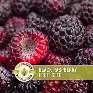 Black Raspberry Seeds - Heirloom Seeds, Medicinal Plant, Open Pollinated, Non-GMO
