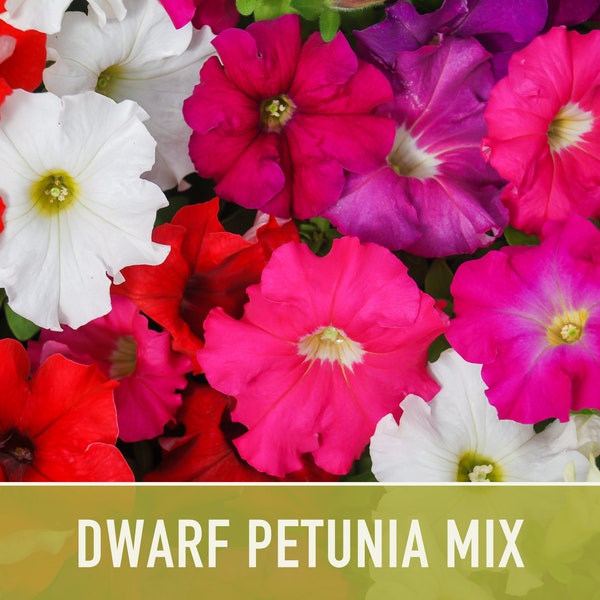 Petunia Flower Seeds, Dwarf Mix - Heirloom Seeds, Flower Seeds, Pollinator Garden, Open Pollinated, Non-GMO