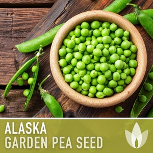 Alaska Garden Pea Seeds - Heirloom Seeds, Early Maturing, Cool Weather, Semi-Dwarf, Canning Pea, Pisum Sativum, Open Pollinated, Non-GMO