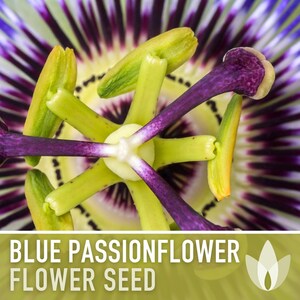 Blue Passionflower Seeds | 20+ Seeds, Heirloom, Non-GMO, Vining Flower, Fragrant, Medicinal, Passiflora caerulea image 7