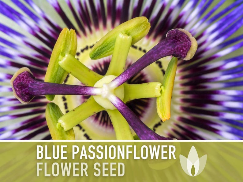 Blue Passionflower Seeds | 20+ Seeds, Heirloom, Non-GMO, Vining Flower, Fragrant, Medicinal, Passiflora caerulea image 7