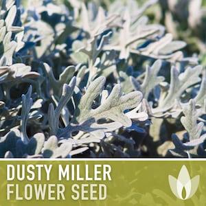 Dusty Miller (Silverdust) Flower Seeds - Heirloom Seeds, Cineraria Maritima, Ornamental Groundcover, Open Pollinated, Non-GMO