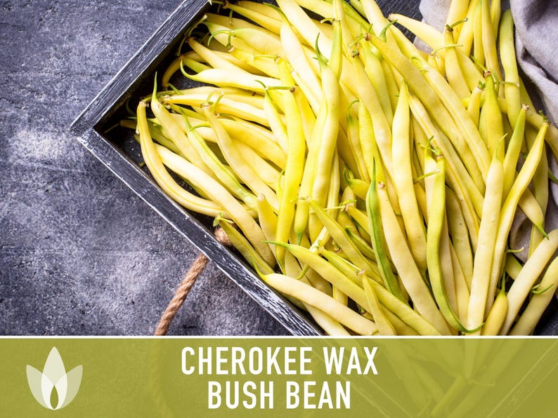 SeedGeeks Cherokee Wax Bush Bean Seeds - Thumbnail 5