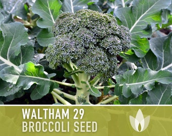 Waltham 29 Broccoli Heirloom Seeds