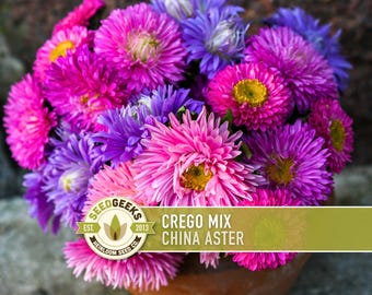 China Aster Crego Mix Flower Seeds | 100+ seeds, Heirloom, Nectar Source, Wildflower, Callistephus chinensis