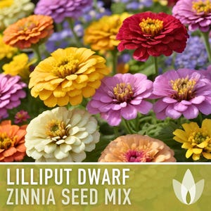Lilliput Dwarf Zinnia Seed | 100+ Seeds, Butterfly & Bee Friendly, Heirloom, Non-GMO, Zinnia elegans zdjęcie 6