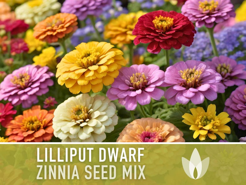 Lilliput Dwarf Zinnia Seed | 100+ Seeds, Butterfly & Bee Friendly, Heirloom, Non-GMO, Zinnia elegans zdjęcie 6