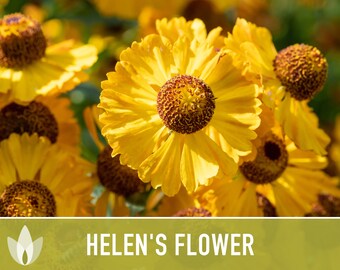 Helen's Flower Seeds, Heirloom, Native, Flower Seeds
