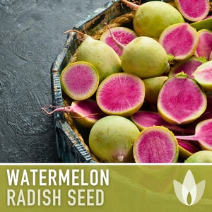 Watermelon Radish Heirloom Seeds - Crisp Salad, Cool Weather, Root Vegetables, Fall Garden, Microgreens, Sprouting Seeds, Non-GMO