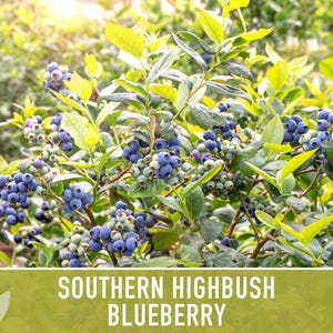 Semillas de arándano azul de arbusto alto del sur / Más de 50 semillas, variedad tradicional, bayas no transgénicas para repostería y uso medicinal, Vaccinium corymbosum imagen 11