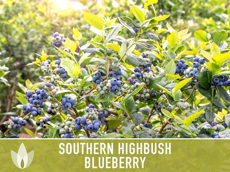 Semillas de arándano azul de arbusto alto del sur / Más de 50 semillas, variedad tradicional, bayas no transgénicas para repostería y uso medicinal, Vaccinium corymbosum imagen 11