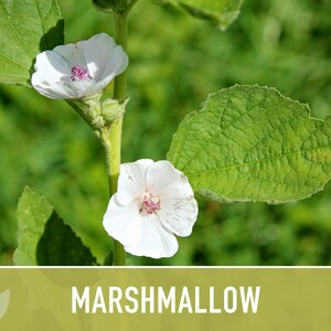 Marshmallow Herb Seeds | 50+ Seeds, Organic, Medicinal, Culinary, Heirloom Flower, Althaea Officinalis image 10