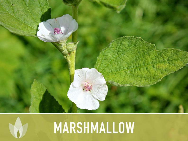Marshmallow Herb Seeds | 50+ Seeds, Organic, Medicinal, Culinary, Heirloom Flower, Althaea Officinalis image 10