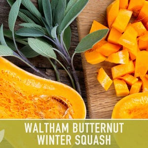 Waltham Butternut Squash Seeds – Heirloom, Vine-Borer Resistant image 9