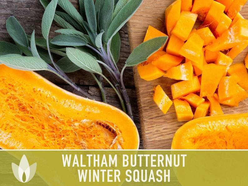 Waltham Butternut Squash Seeds – Heirloom, Vine-Borer Resistant image 9