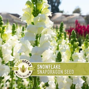 Snowflake Snapdragon Flower Seed, 100 Heirloom Seeds, Snowy White Blooms, Non-GMO