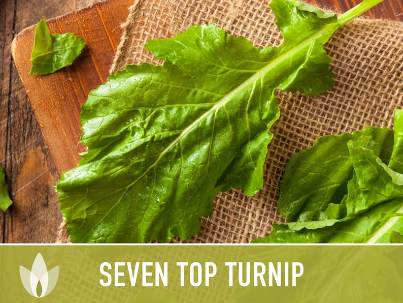 Seven Top Turnip Seeds Heirloom Seeds Turnip Greens Cool Etsy