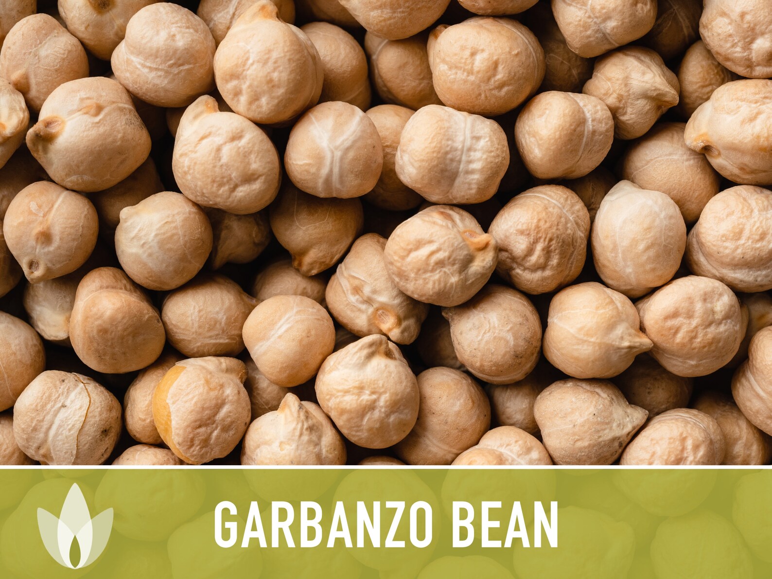 Garbanzo Bean Seeds Heirloom Seeds, Chickpea Seeds, Bush Bean