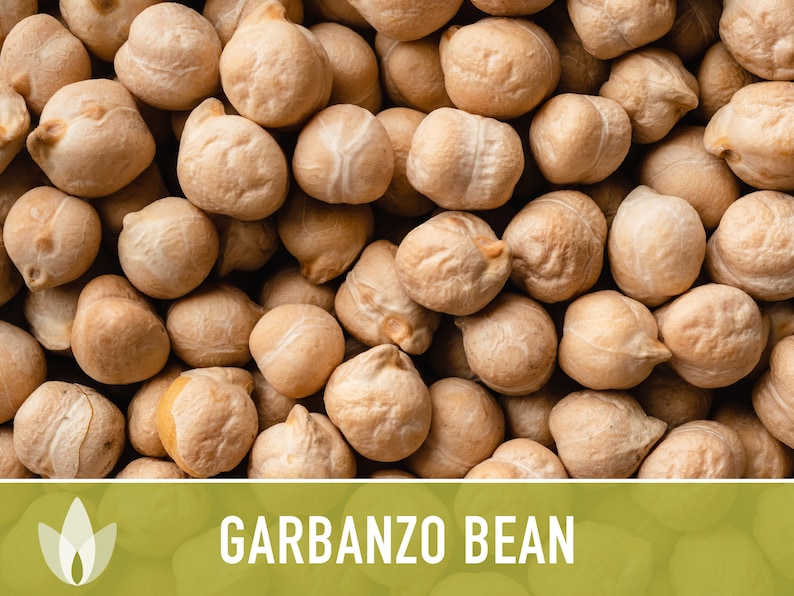Garbanzo Bean Seeds Heirloom Seeds Chickpea Seeds Bush Etsy