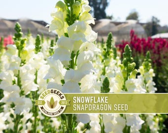 Snowflake Snapdragon Flower Seeds, 100 Heirloom Non-GMO Seeds