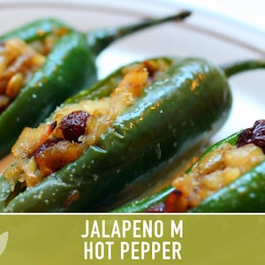 Jalapeno M Heirloom Pepper Seeds | 25+ Seeds, High Yield, Organic, Chili, Capsicum annuum image 12