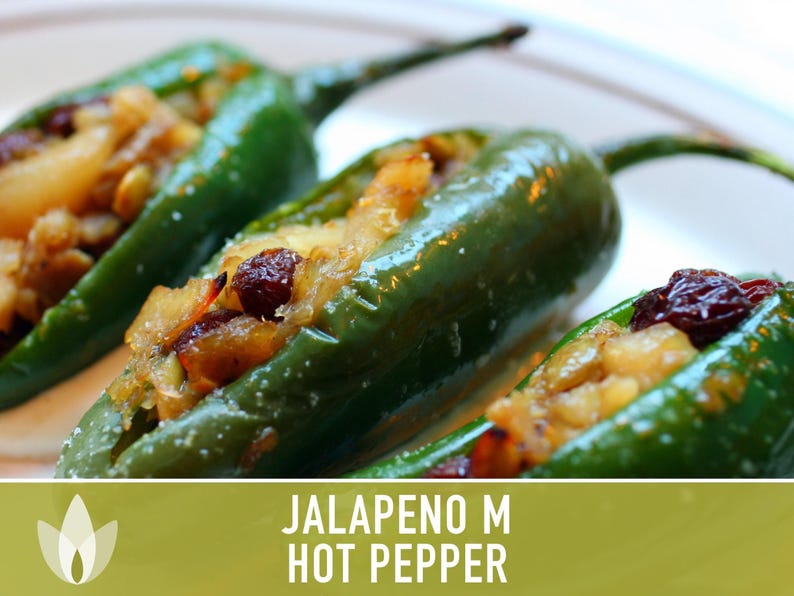 Jalapeno M Heirloom Pepper Seeds | 25+ Seeds, High Yield, Organic, Chili, Capsicum annuum image 12