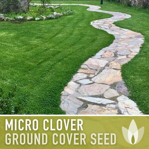 Micro Clover Seeds | 100,000+ Seeds 4 oz, Lawn Alternative, Drought Tolerant | Trifolium repens image 11