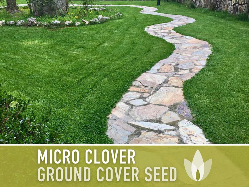Micro Clover Seeds | 100,000+ Seeds 4 oz, Lawn Alternative, Drought Tolerant | Trifolium repens image 11