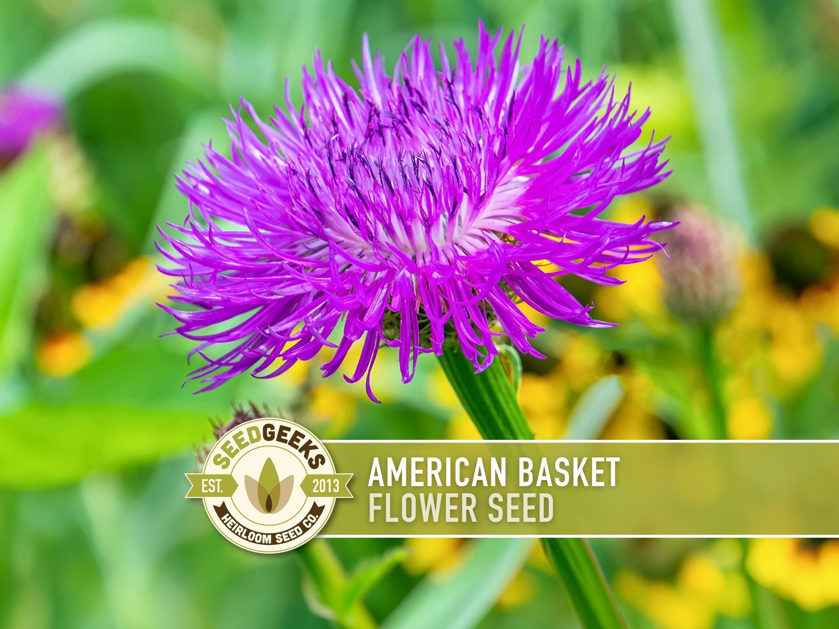 American Basket Flower Seeds | 50+ Seeds, Native Wildflower, Attracts  Pollinators, Drought Tolerant | Centaurea Americana - Etsy