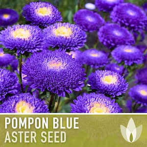 Aster, Pompon Blue Flower Seeds - Heirloom Seeds, China Aster, Pompon Flowers, Callistephus Seeds, Open Pollinated, Non-GMO