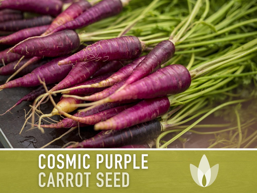 Cosmic Purple Carrot Heirloom Seeds Danver's Carrot, Purple Carrot