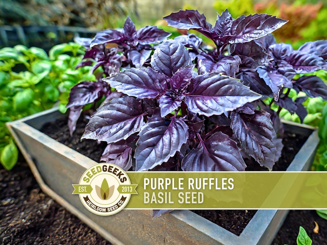 Purple Ruffles Basil Seeds - 100 Heirloom Herb Seeds - Etsy