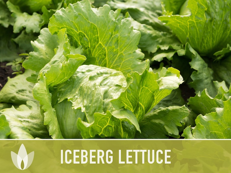 Iceberg Lettuce Heirloom Seeds Slow Bolt Heat Tolerant Etsy