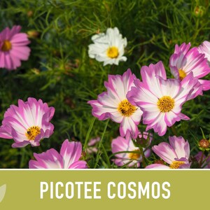 Picotee Cosmos Flower Seeds - Heirloom Flowers, Cut Flowers, Butterfly Garden, Pollinator Friendly, Non-GMO image 8