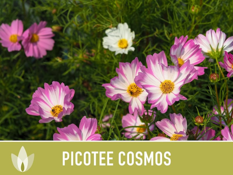 Picotee Cosmos Flower Seeds - Heirloom Flowers, Cut Flowers, Butterfly Garden, Pollinator Friendly, Non-GMO image 8