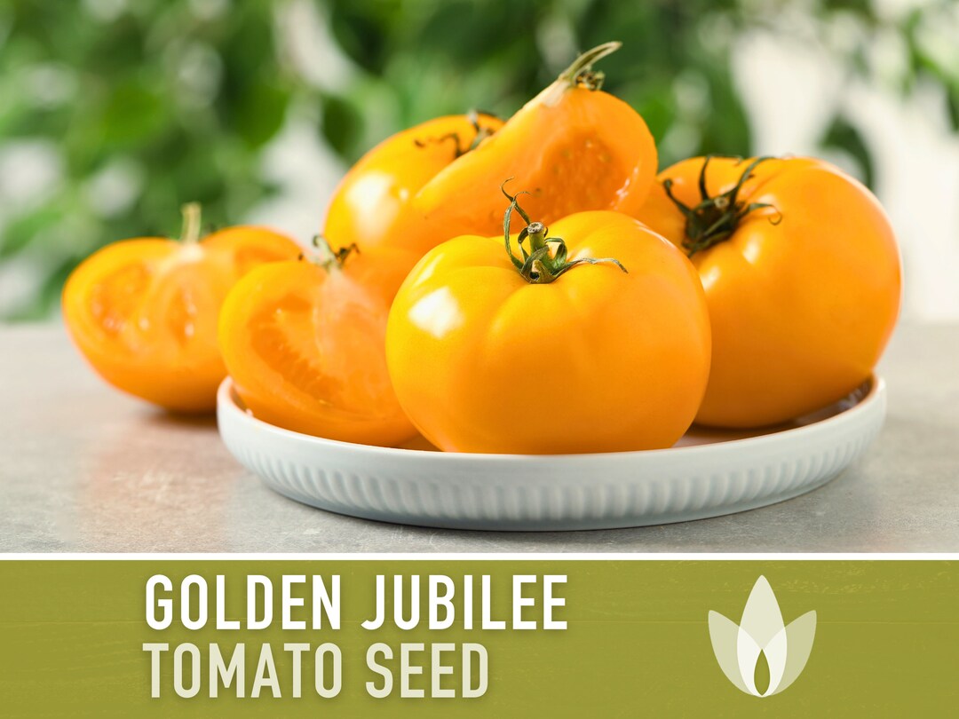 Golden Jubilee Tomato Heirloom Seeds Salsa Garden, Tomato Juice, Low