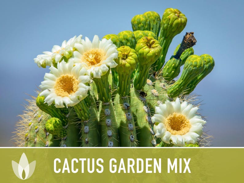 Cactus Garden Seed Mix | 50+ Seeds, Saguaro, Prickly Pear, Hedgehog, Santa Rita, Desert, Cactaceae image 7