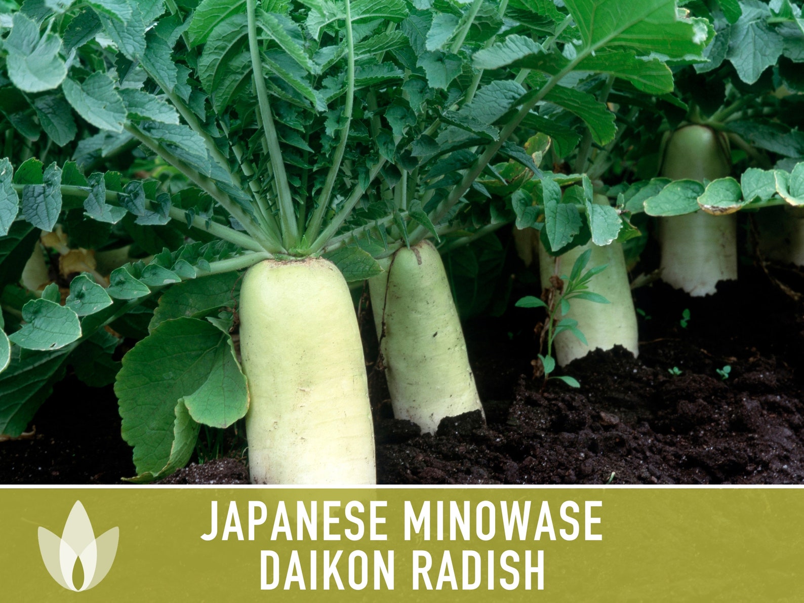 Japanese Minowase Daikon Radish Heirloom Seeds Etsy