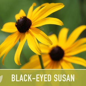 Heirloom Black-Eyed Susan Seeds, Native Rudbeckia Hirta Flower Bild 6