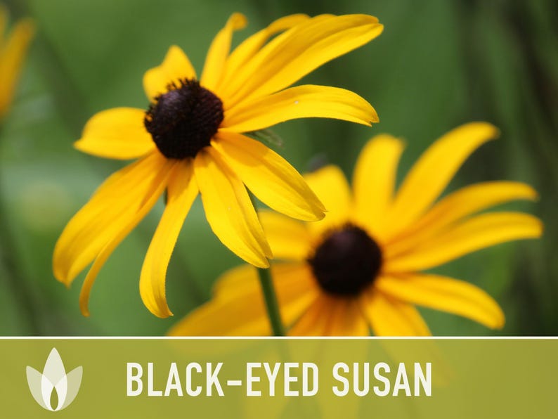 Heirloom Black-Eyed Susan Seeds, Native Rudbeckia Hirta Flower Bild 6