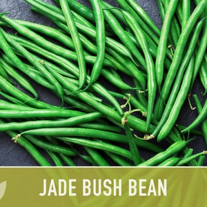 Jade Bush Bean Heirloom Seeds Non-GMO, Open Pollinated, Untreated image 3