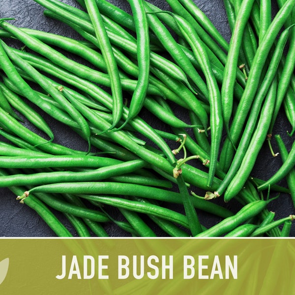 Jade Green Bean Seeds Etsy