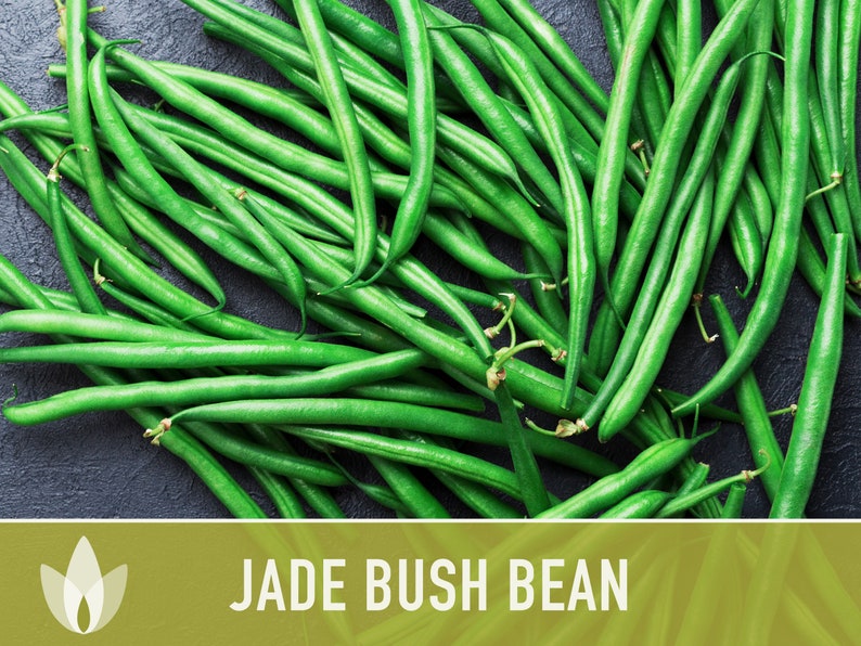 Jade Bush Bean Heirloom Seeds Non-GMO, Open Pollinated, Untreated image 3