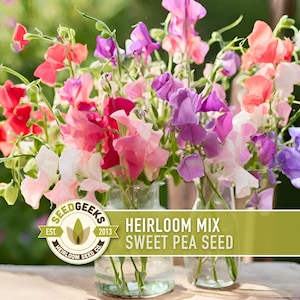 May include: A vibrant bouquet of sweet pea flowers in shades of red, pink, purple, and white, displayed in clear glass vases. The image includes text that reads "Heirloom Mix Sweet Pea Seed" and a logo for Seed Geeks.