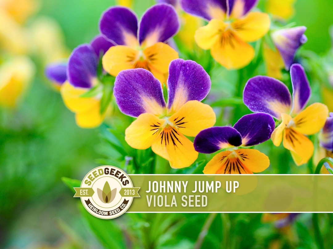 Johnny Jump up Viola Seeds, Heirloom Tricolor Pansy, Edible Flower