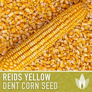Reid&#39;s Yellow Dent Corn Seeds - Heirloom Seeds, Field Corn, Corn Bread, Corn Fritters, Masa, Open Pollinated, Non-GMO